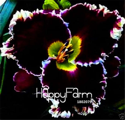 Hybrid Daylily Seeds - Colorful Hemerocallis Lily for Home Garden & Bonsai | Fast-Growing Flower Seeds