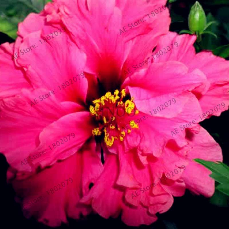Colorful Bonsai Hibiscus Seeds - Perennial Flower for Home Garden Planting, Hibiscus Mutabilis