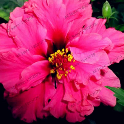 Colorful Bonsai Hibiscus Seeds - Perennial Flower for Home Garden Planting, Hibiscus Mutabilis