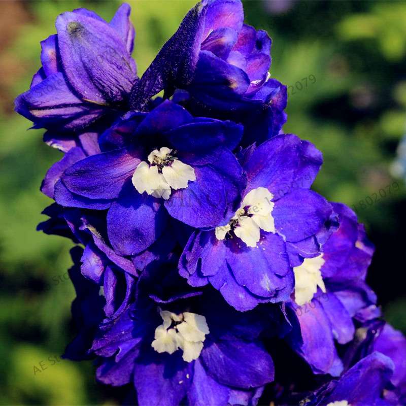 Mixed Color Larkspur Seeds - Rocket Larkspur (Consolida Ajacis) for Home Garden Planting