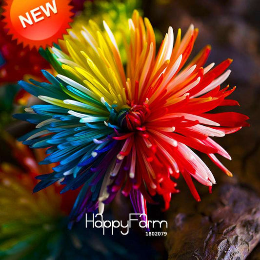 Rare Rainbow Chrysanthemum Seeds - Vibrant Color DIY Home Garden Flowers