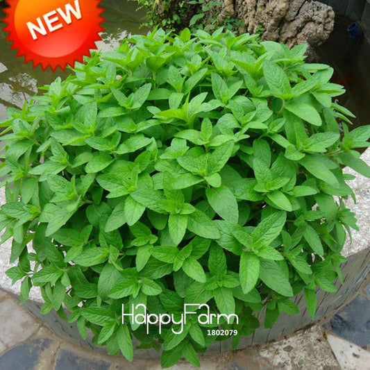 Premium Mint Seeds for Herbal Tea - Radioprotective Benefits, Non-GMO, USA Garden