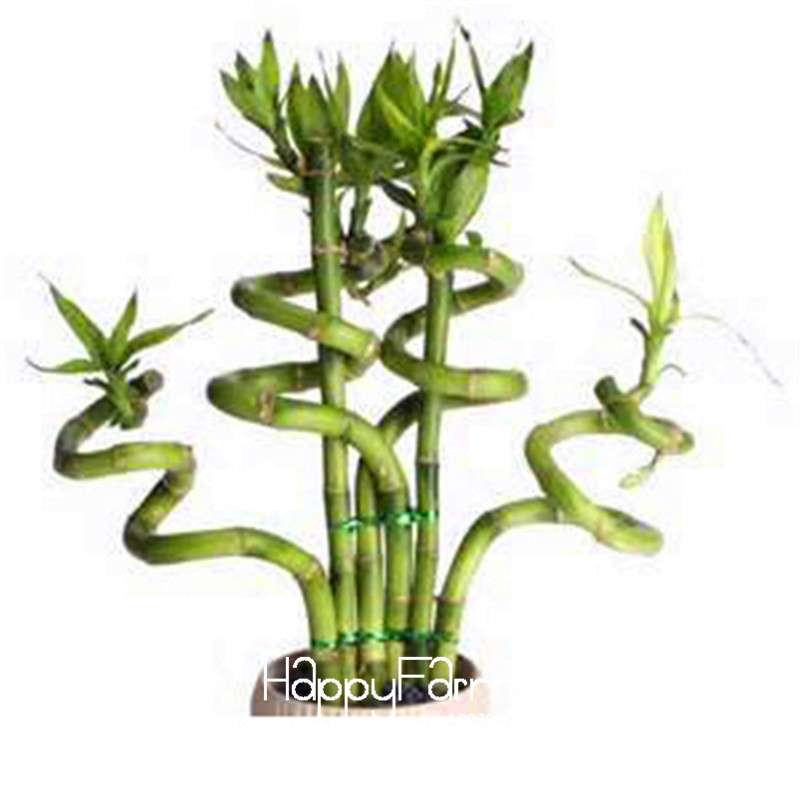 Lucky Bamboo Seeds - Easy-Grow Air Purifying Plants for Home & Garden DIY Planting