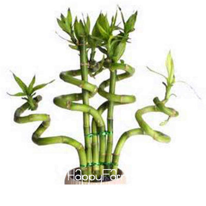 Lucky Bamboo Seeds - Easy-Grow Air Purifying Plants for Home & Garden DIY Planting