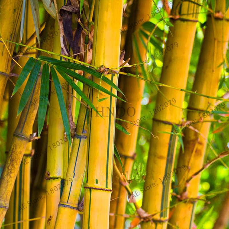 Colorful Bamboo Seeds - Rare Chinese Perennial Ornamental Plants for Garden