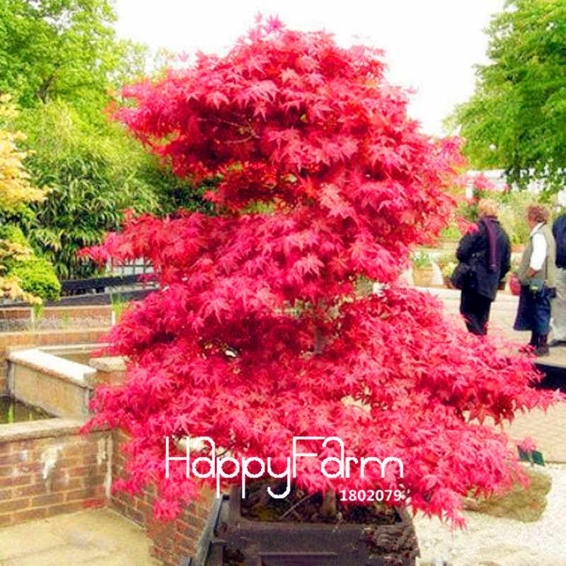 Red Maple Tree Seeds for Bonsai - DIY Home Garden Planting Kit - USA Grown