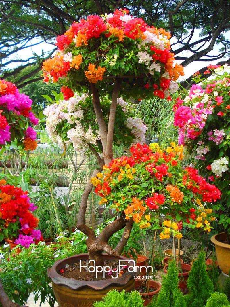 Colorful Bougainvillea Spectabilis Seeds - Mix Colors, Bonsai, Potted Plants, Wild Flower Seeds for Home Garden