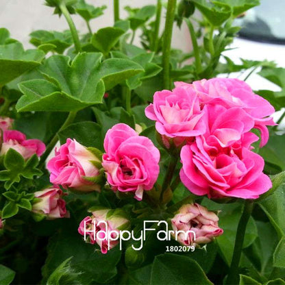 Pink Geranium Seeds - Perennial Pelargonium Peltatum Flower Seeds for Planting