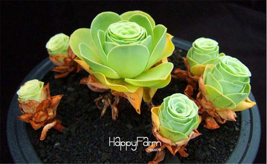 Rare Sempervivum Succulent Seeds Mix - Perfect for Home Garden & Indoor Planting | Fast-Growing, Easy Care Flowers
