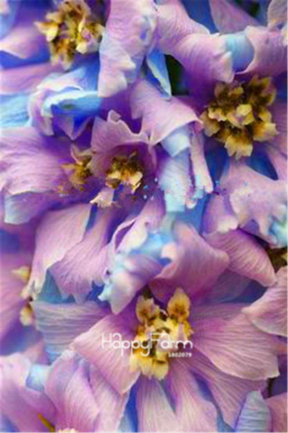 Rocket Larkspur Seeds - Easy-Grow Delphinium Flowers for Home Garden & DIY Potted Bonsai