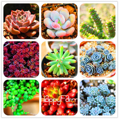 Lithops Seeds - 99 Varieties, Succulent & Bonsai Plants for Office, Rare Pseudotruncatella - Fast Shipping