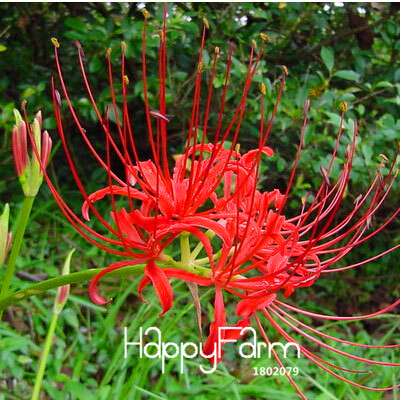 Lycoris Seeds for Planting - Perennial Garden Flowers, Easy-Grow Potted Plant Seeds for Home Gardening