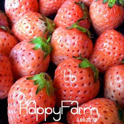 Pink Strawberry Seeds for Planting - Sweet Fruit, Home Garden, DIY Potted Plants (Indoor/Outdoor)