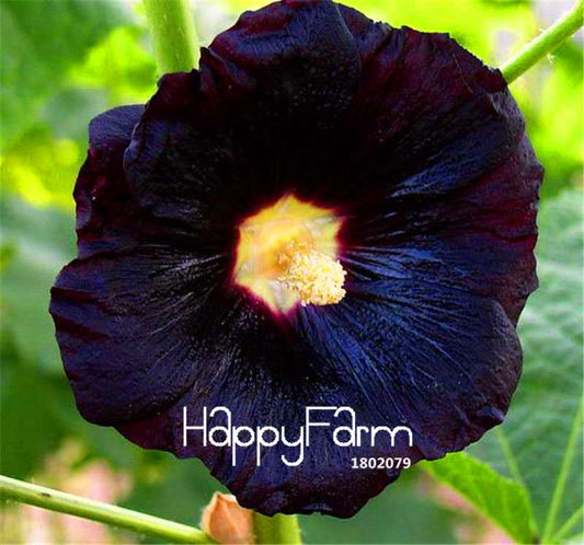 Black Nigra Hollyhock Seeds - Perennial Flower Seeds for Home Garden, DIY Planting, Special & Beautiful Blooms