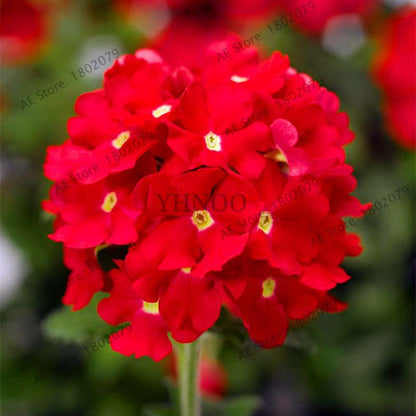 Mixed Color Verbena Hybrida Seeds - Easy to Grow Bonsai Flowers for Home & Garden Planting
