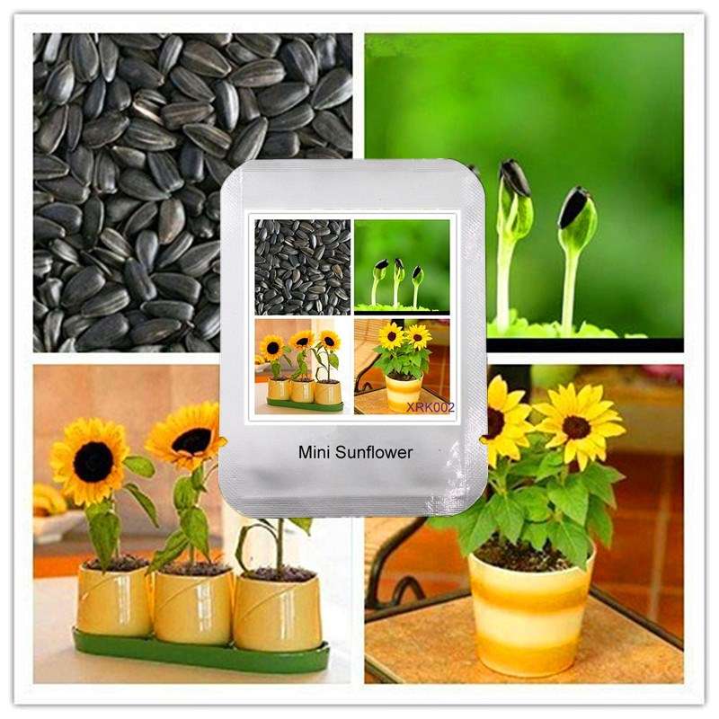 Mini Sunflower Seeds - Dwarf Sunflower, 40cm Bonsai Flower Seeds | Professional Packing