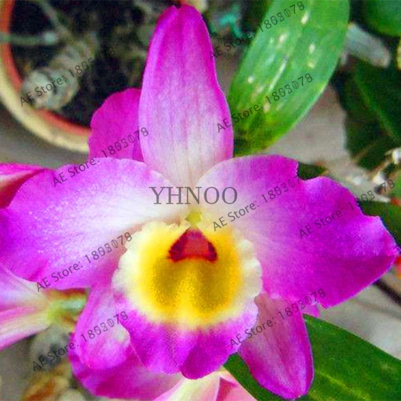 Rare Dendrobium Orchid Seeds - Perennial Indoor & Outdoor Balcony Office Plants