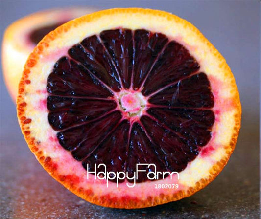 Fresh Moro Blood Orange Seeds - Rare Red Fruit Tree Seeds for Bonsai & Planting - Non-GMO