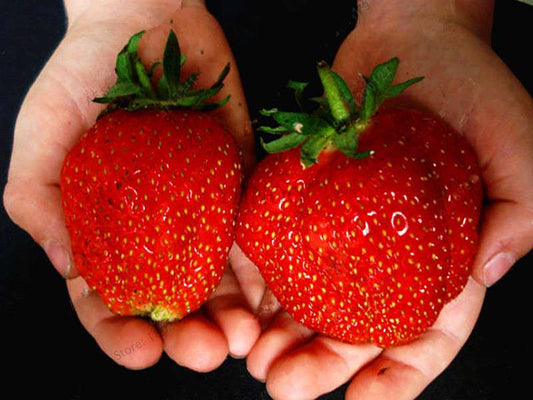 Giant Strawberry Seeds - Organic, Non-GMO, Sweet Fruit for Home Garden Planting | Bonsai Pot Friendly