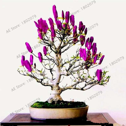 Magnolia Seeds for Planting - Beautiful Bonsai Flower Seeds, Easy to Grow for Home & Garden