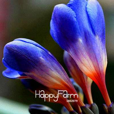 Premium Purple Freesia Seeds - Vibrant Orchid-Like Blooms for Home Garden