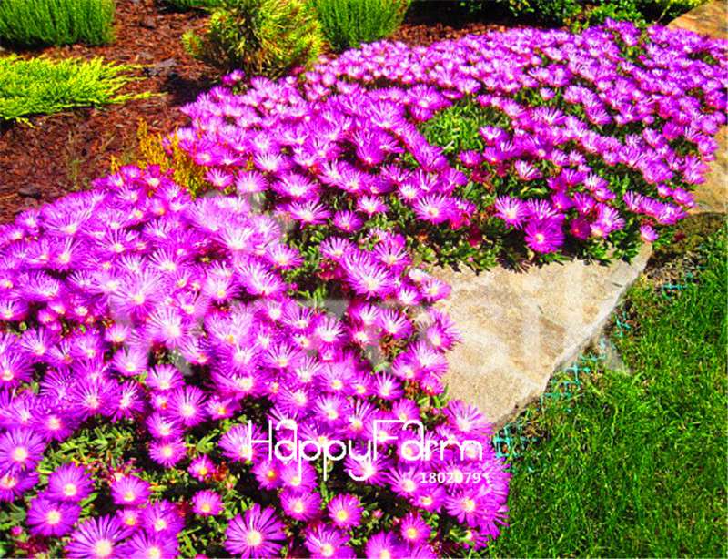 Delosperma Cooperi Seeds - Easy to Grow, Tasty & Fast-Growing for Home Garden & DIY Planting