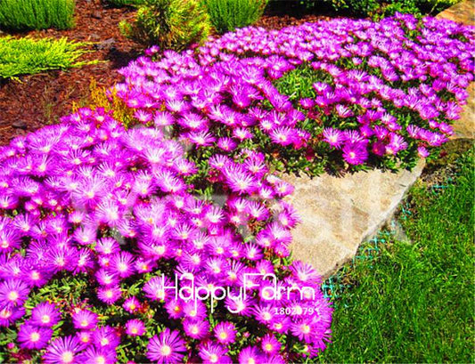 Delosperma Cooperi Seeds - Easy to Grow, Tasty & Fast-Growing for Home Garden & DIY Planting