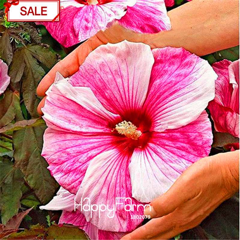 Red Giant Hibiscus Seeds - for Planting, DIY Home Garden Bonsai, Vibrant Blooming Flowers