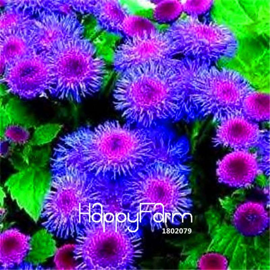 Ageratum Mist Flower Seeds - Potted Bonsai Plants for Home Garden Planting (Genuine, Bulk Pack)