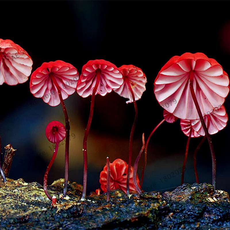 Edible Mushroom Seeds for Planting - Organic Healthy Succulent Vegetable Seeds for Happy Farm & Home Garden
