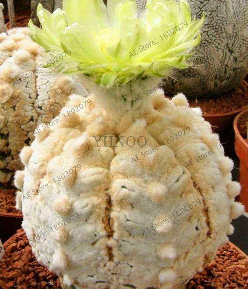 Rare Lithops Seeds - Living Stones Succulent, Organic Cactus Seeds for Indoor Garden, Bonsai & Succulent Lovers