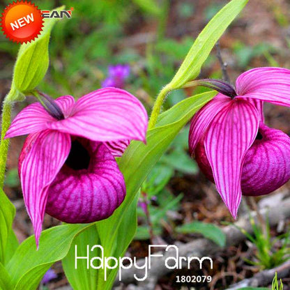Purple Slipper Orchid Seeds - Large Flower Cypripedium for Balcony & Bonsai | Easy-Grow Potted Plant