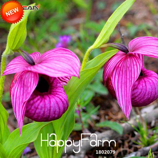 Purple Slipper Orchid Seeds - Large Flower Cypripedium for Balcony & Bonsai | Easy-Grow Potted Plant