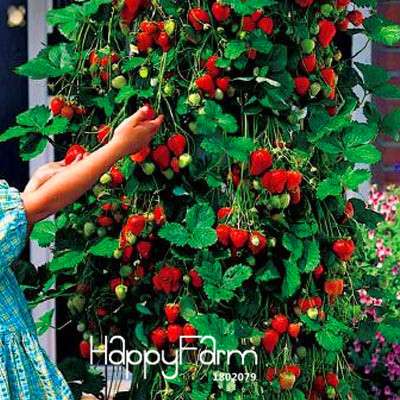 Strawberry Seeds for Planting - Sweet Climbing Fruit for Home Garden, Pots & Courtyard