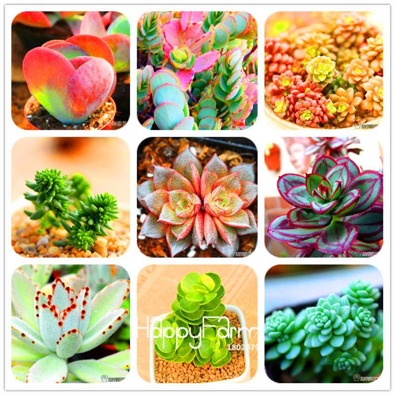 Rare Succulents Seeds - 99 Varieties, Lithops & Bonsai Plants for Office & Home