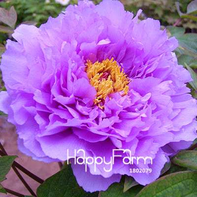 Yellow Peony Seeds for Planting - Potted Bonsai Flower Seeds for Home Garden