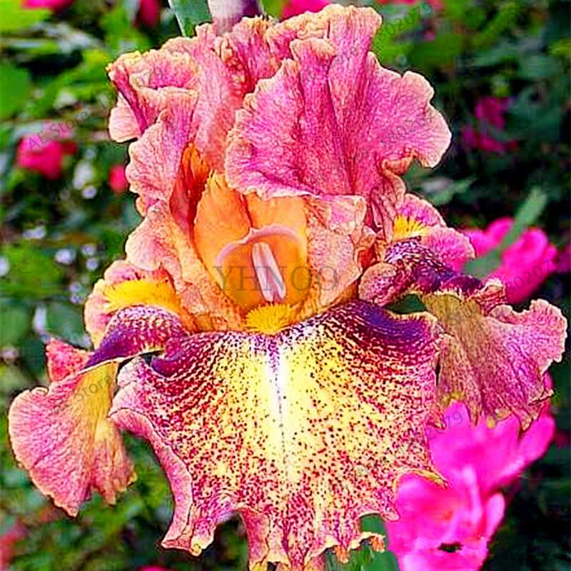 Mixed Color Bearded Iris Seeds - Rare Orchid-Like Flowers for Garden Planting, DIY Home Gardening