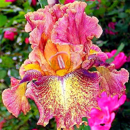 Mixed Color Bearded Iris Seeds - Rare Orchid-Like Flowers for Garden Planting, DIY Home Gardening