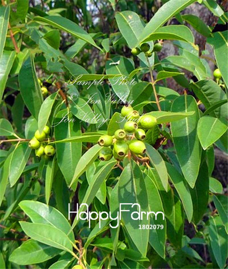 Premium White Sandalwood Seeds - Fragrant Indian Sandalwood Tree for Home Garden Planting - DIY Grow Kit