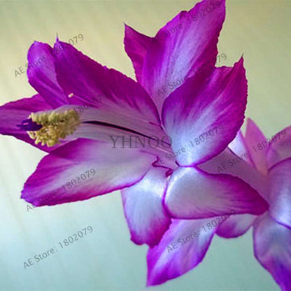 Mixed Color Christmas Cactus Seeds - Schlumbergera Bonsai Plant for Home & Garden Planting