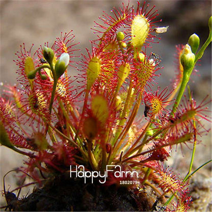 Sundew Seeds - Rare Carnivorous Bonsai Plants, Fresh & Novelty Garden Seeds for Home Gardening