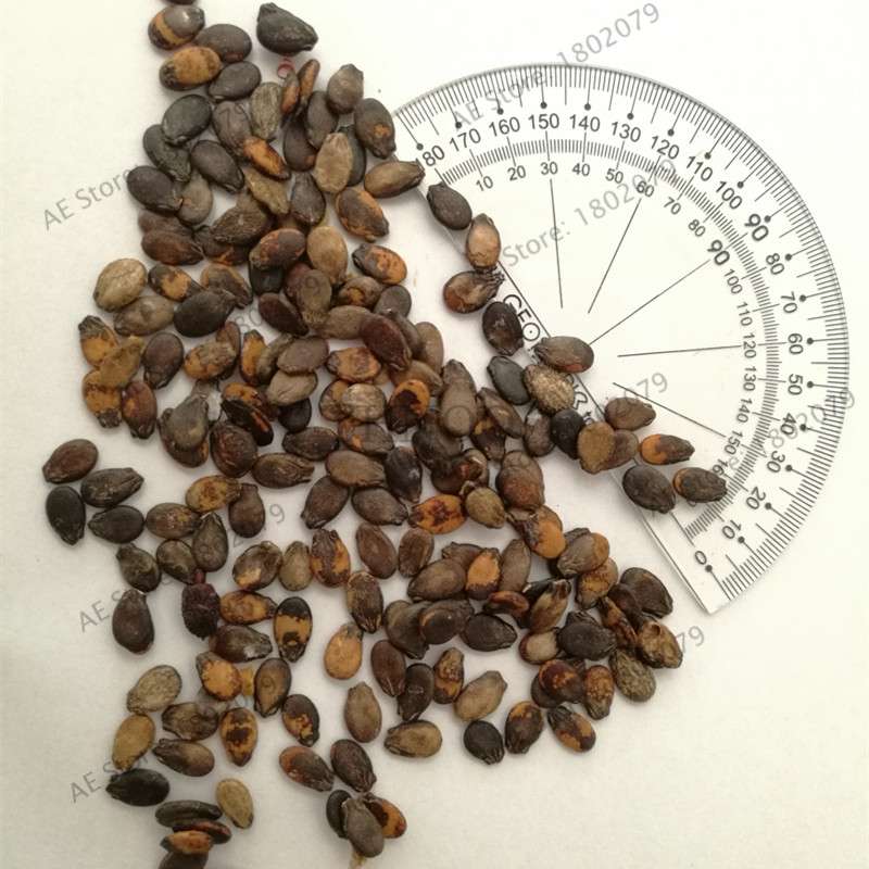 Blue Flesh Watermelon Seeds - Sweet, Non-GMO, Edible Fruit for Bonsai & Home Gardening