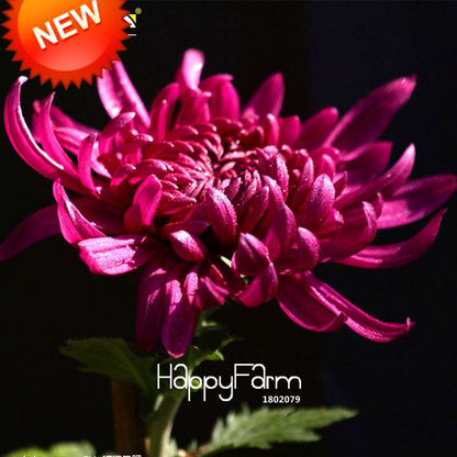 Rare Hot Pink Rose Chrysanthemum Seeds - Potted Flower for Home Garden DIY Planting