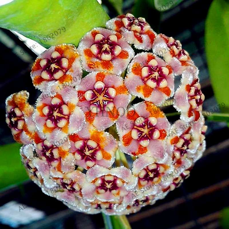 24 Color Hoya Carnosa Seeds - Rare Perennial Bonsai Plant for Home Garden