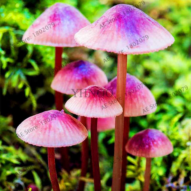 Edible Mushroom Seeds for Planting - Organic Healthy Succulent Vegetable Seeds for Happy Farm & Home Garden