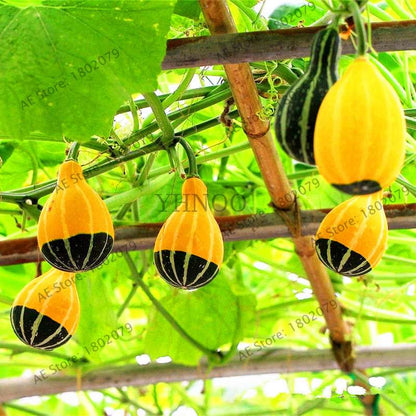 Rare Mandarin Duck Pear Pumpkin Seeds - Perennial Ornamental Garden & Potted Plant