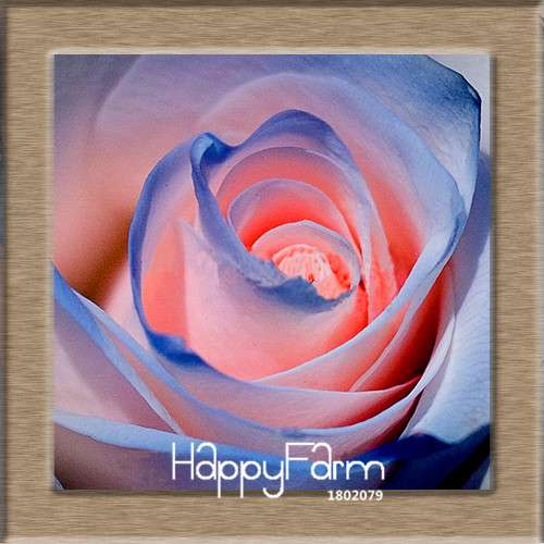 Pink & White Rose Seeds - 24 Rare Colors, for Balcony Planting, Potted Flower Garden