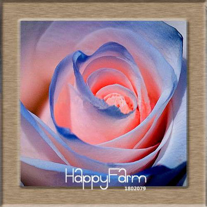 Pink & White Rose Seeds - 24 Rare Colors, for Balcony Planting, Potted Flower Garden