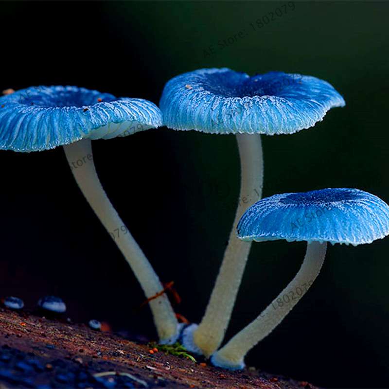Edible Mushroom Seeds for Planting - Organic Healthy Succulent Vegetable Seeds for Happy Farm & Home Garden