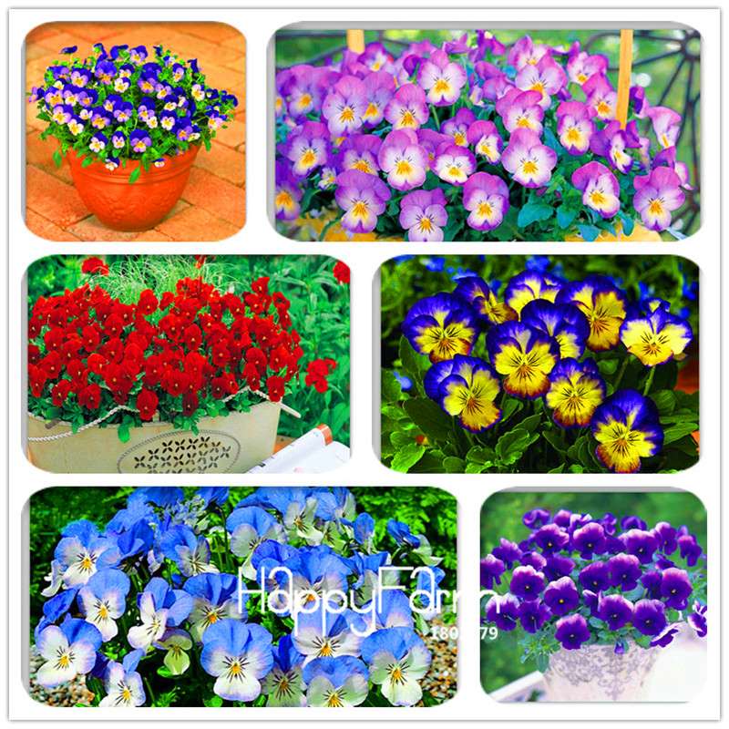 Rare Pansy Seeds (Viola cornuta) - Indoor Bonsai Flower Seeds for Home Garden Planting